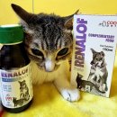 애니팜 | 삼양 애니팜 쿠펫 레날오프펫 체험단후기