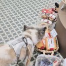 펫토피아 | 펫토피아 앨리웨이 광교 수원 애견용품 24시 편집샵