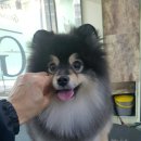 그루밍 캐나다 이미지