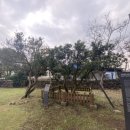 제주 도련동 귤나무류 | 제주 도련동 귤나무류•천연기념물 제 523호