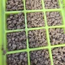 예쁨더하기 | 20260324(스픽+70일차)벚꽃너무예쁨...스픽헌드레드클럽 안내받음