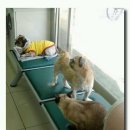 정이동물병원 이미지