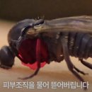 파리 이미지