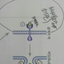 1권 p181,182 거대분자의수송과 코트단백질 이미지