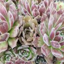 연정농장 이미지