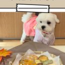 퍼스널댕댕 이미지