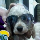 코코애견클럽 이미지