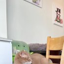 호수로 간 고양이 | 고양이를 테마로 한 ‘호수로 간 고양이’ 카페
