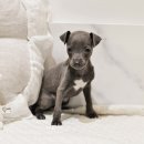 버디독 강아지분양 안심분양센터 서울 영등포점 이미지