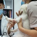 데일리 동물병원 이미지