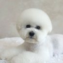 쁘띠애견미용실 이미지