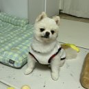 331멍발소 이미지