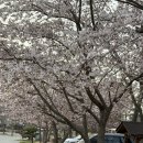 농어바위 | 영흥도 농어바위캠핑장 벚꽃 실시간 2026년 벚꽃캠핑