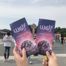 와락세이프티 | [2019 월드 디제이 페스티벌] 1DAY 토요일 관람 후기