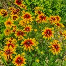 루드베키아 이미지