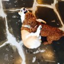 골목대장 이미지