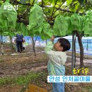 인처골마을 | 아이와 함께 서울 도시가족 주말농부 체험- 안성 인처골마을(샤인머스켓 수확체험)