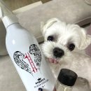 510 | 반려동물 살균탈취제 끝판왕?! 4년째 꼬망세 쓰던 집사가 NO 510 써본 후기🐾
