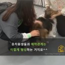 부산경상대학교 반려견유치원 이미지