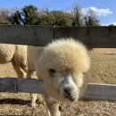 도연목장 이미지