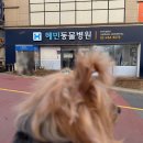 대한동물병원 | 강아지 침치료 서울 삼성동 혜민동물병원 후기