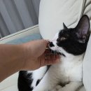 춘기의 집 | 고양이 성장과정 사춘기, 냥춘기 지나갔음 하죠?