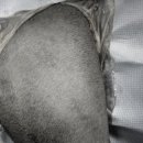 속초삼성동물메디컬센터 이미지