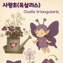 꽃나라이야기