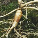 산양키우는 가 이미지