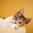 서대구동물병원 이미지