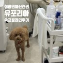유포리아 | 청량리 웨딩관리 유포리아 쏙프팅관리 대추천 후기