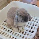 성수왕방힐링마을 | 성수 실내 데이트 추천, 성수 힐링카페 길고양이마을 성수협력점 방문 후기, 사지말고 입양하세요