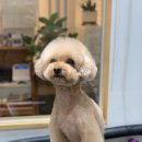 바니이발소 이미지