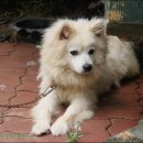 도도한강아지 이미지