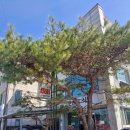 소나무식당앞1 | 김천 맛집 추천할만한 소나무 식당 김천본점