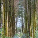 달리오름 이미지