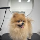리즈애견미용 이미지