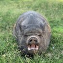 화난돼지 이미지