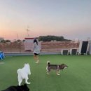 다둥 반려견 호텔 유치원 이미지