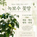 꽃;핌 | [후기] 녹보수 깍지벌레 비오킬 방역 성공 후기 녹보수 꽃말 (녹보수 꽃 핌)