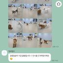 댕버랜드 이미지