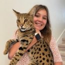 애묘(고양이)백과 - 사바나 (Savannah Cat) 이미지