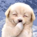 웃는강아지 이미지