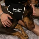 발토(BALTO) 이미지