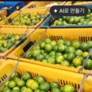 고당도 유라실생타이벡귤 이미지