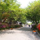 인천 화도진공원 철쭉구경 이미지