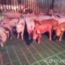 김정우 농장 이미지