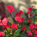 안산 식물원 이미지