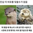해달 Daum카페