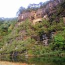 나무숲소 이미지